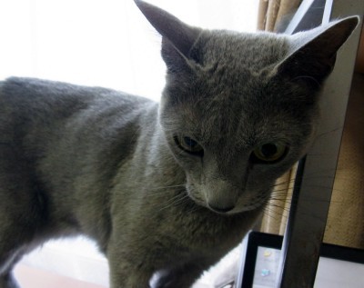 「猫だらけ」