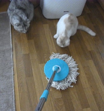 「猫だらけ」