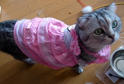 「猫だらけ」