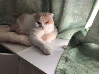 室温を下げる簡単な方法 猫だらけ Powered By ライブドアブログ 室温を下げる簡単な方法 猫だらけ Powered By ライブドアブログ