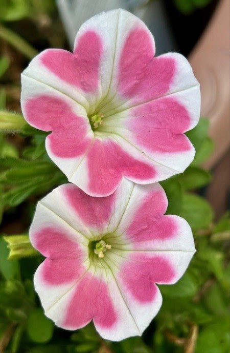 thumbnail_IMG_0274 (1)