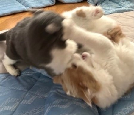 thumbnail_IMG_4251 (2)