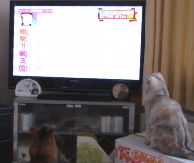 「猫だらけ」