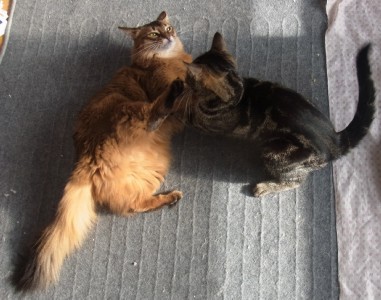 「猫だらけ」
