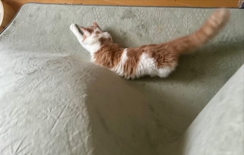 thumbnail_IMG_9328 (2)