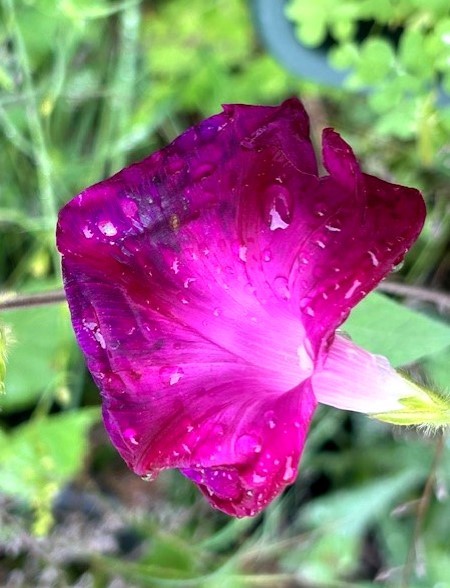 thumbnail_IMG_3447