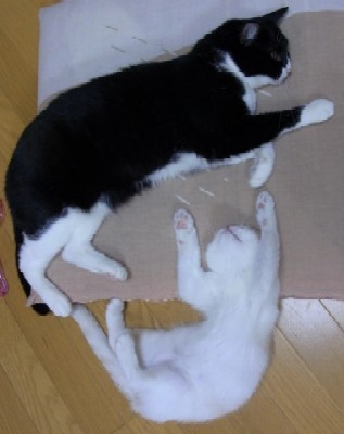 「猫だらけ」