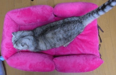 「猫だらけ」