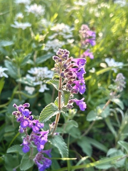 thumbnail_IMG_6324 (1)