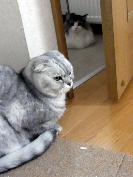 「猫だらけ」