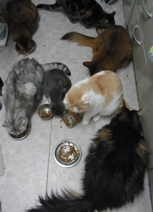 「猫だらけ」