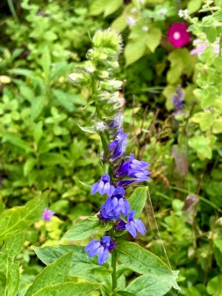 thumbnail_IMG_1408 (3)