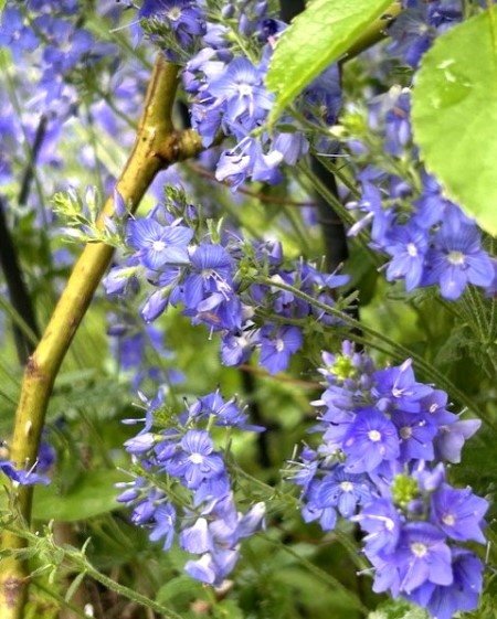 thumbnail_IMG_1443 (2)