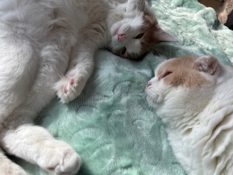 thumbnail_IMG_7820 (1)