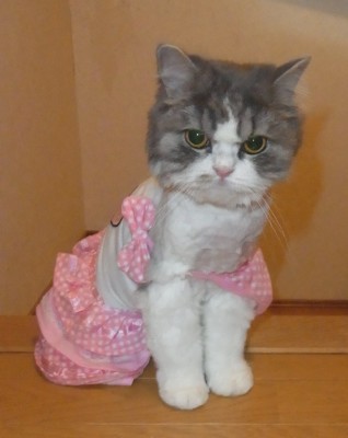 「猫だらけ」