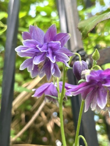 thumbnail_IMG_1235 (2)