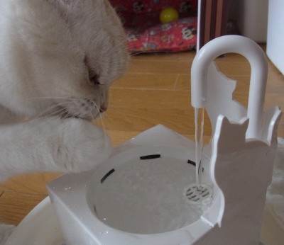 「猫だらけ」