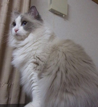 「猫だらけ」