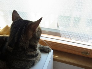 「猫だらけ」