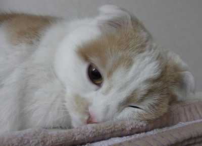 「猫だらけ」