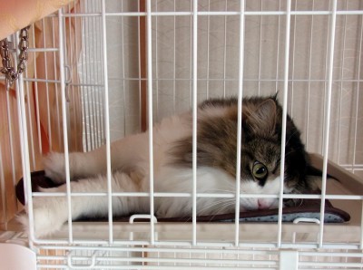 「猫だらけ」