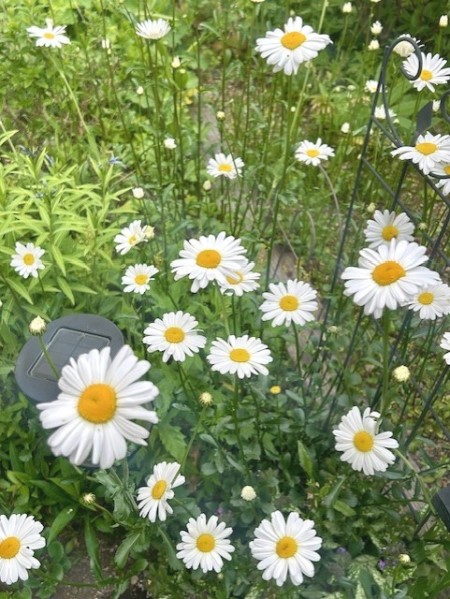 thumbnail_IMG_7225 (1)