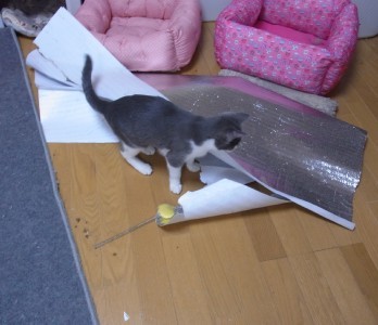 「猫だらけ」