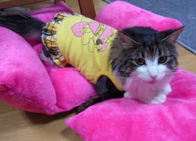 「猫だらけ」
