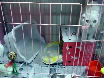 「猫だらけ」