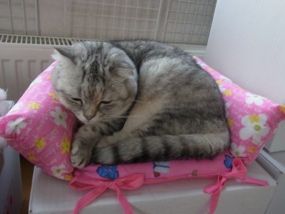「猫だらけ」