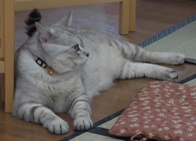 「猫だらけ」