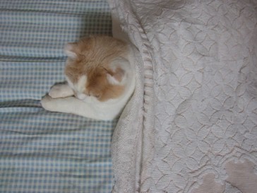 「猫だらけ」
