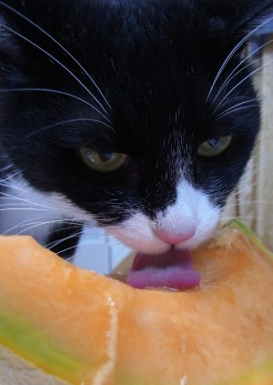 「猫だらけ」