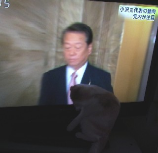 「猫だらけ」