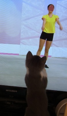 「猫だらけ」