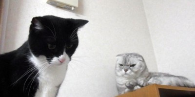 「猫だらけ」