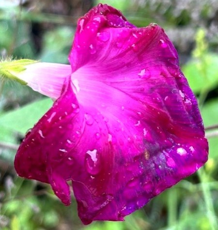 thumbnail_IMG_3448
