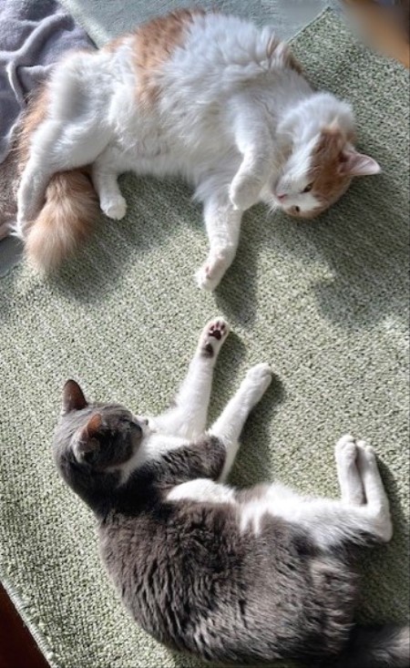 41e91837-74d7-4247-91fa-ef5f386ceec0