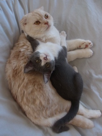 「猫だらけ」