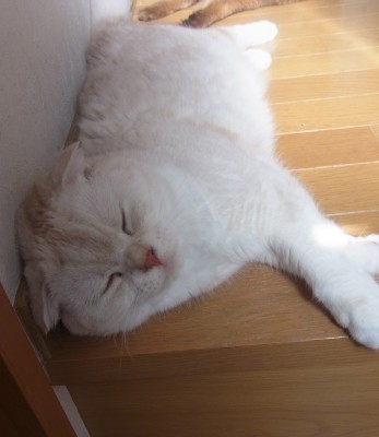 「猫だらけ」
