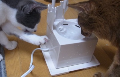 「猫だらけ」