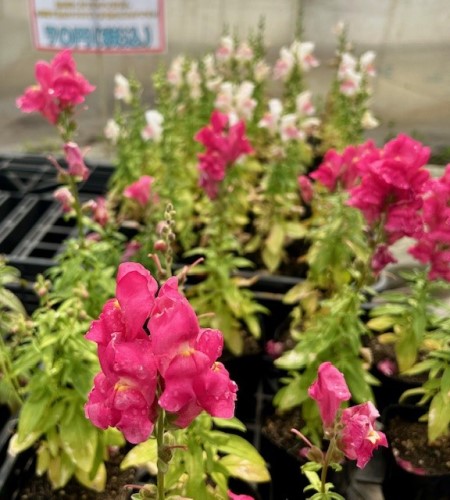 thumbnail_IMG_7869