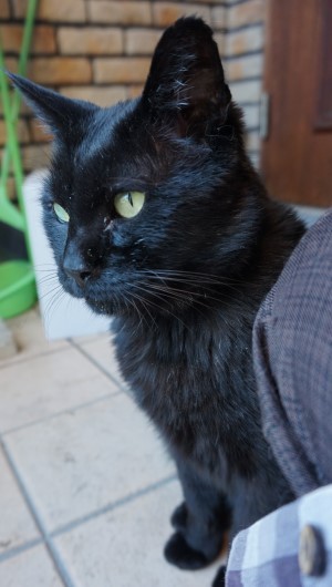 クロちゃんそば