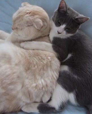 「猫だらけ」