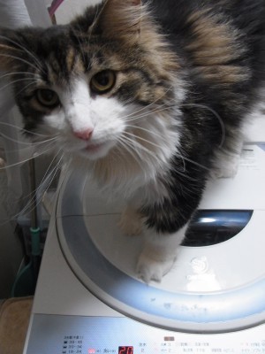 「猫だらけ」