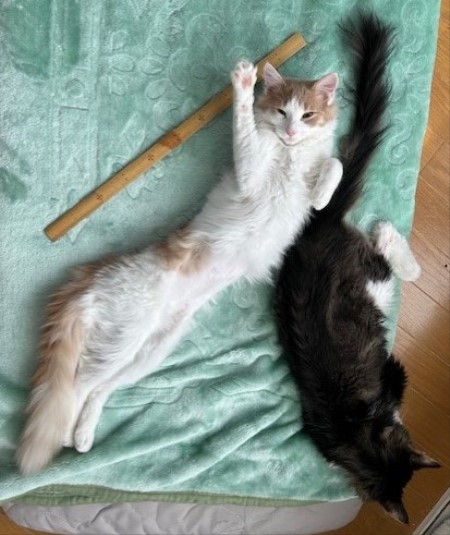 thumbnail_IMG_5304 (1)