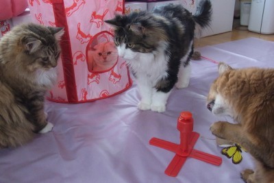 「猫だらけ」