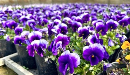 thumbnail_IMG_4175 (1)