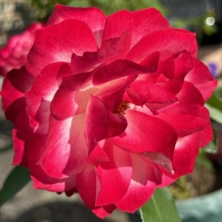 thumbnail_IMG_6015