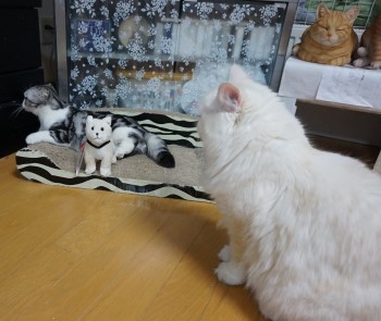 忠犬ハチ公の剥製を見てきました 猫だらけ Powered By ライブドアブログ